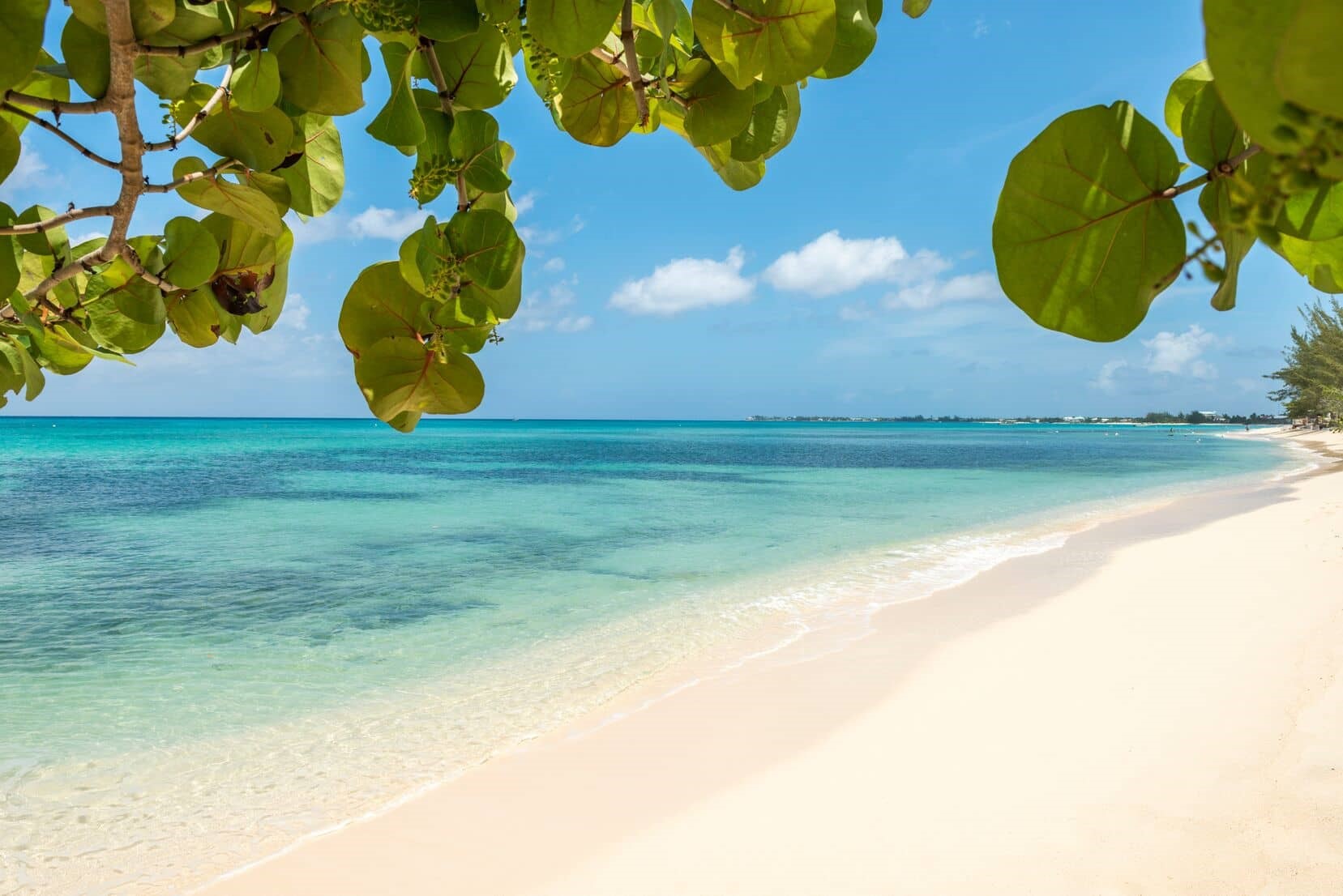 Beach and Grape tree (008)